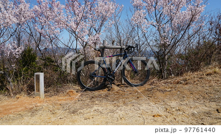 江田島　真道山千本桜 97761440