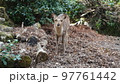 宮島の鹿 97761442