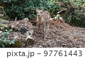 宮島の鹿 97761443