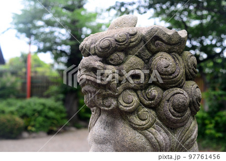 尼崎櫻井神社の狛犬吽形 尼崎櫻井神社の狛犬吽形 97761456