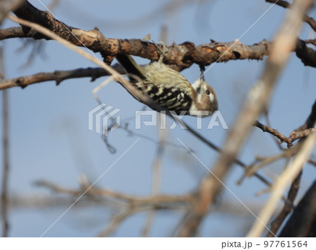 近所の小川にいたコゲラ 97761564