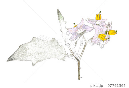 雑草シリーズ「悪茄子(ワルナスビ)」侵略的外来生物 雑草シリーズ「悪茄子(ワルナスビ)」侵略的外来生物 97761565