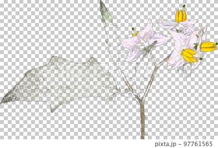 雑草シリーズ「悪茄子(ワルナスビ)」侵略的外来生物 雑草シリーズ「悪茄子(ワルナスビ)」侵略的外来生物 97761565