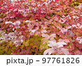 Autumn leaves backdrop. Autumn season. 97761826