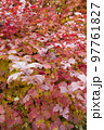 Autumn leaves backdrop. Autumn season. 97761827