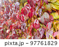 Autumn leaves backdrop. Autumn season. 97761829