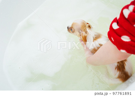 A chihuahua dog takes a bath with foam. Pure bought dog. A chihuahua dog takes a bath with foam. Pure bought dog. 97761891