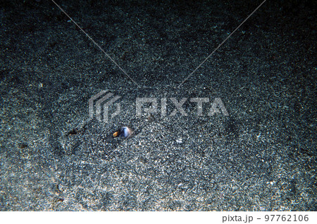 砂に潜るエイ　海中写真 97762106