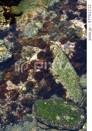 潮溜まり タイドプール 潮溜まり タイドプール 97762112