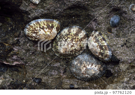 ベッコウガサ 97762120