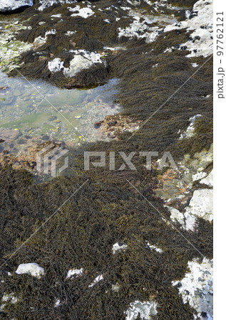 ヒジキの海辺 いちめんのヒジキ ヒジキの海辺 いちめんのヒジキ 97762121
