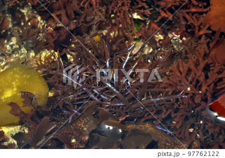 カイノリ　海藻 97762122