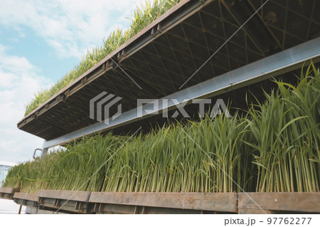 Agriculture 97762277