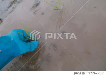 Agriculture 97762299
