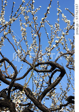 梅の花が白く、この枝ぶりの妙技は老木のならでは 97762387