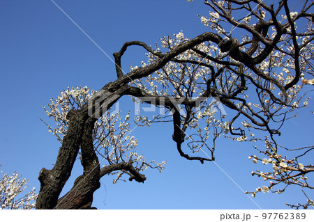 梅の老木のこの枝ぶりはアートしてると誰もが思うかも、時を重ねて生き続けた結果かな 97762389