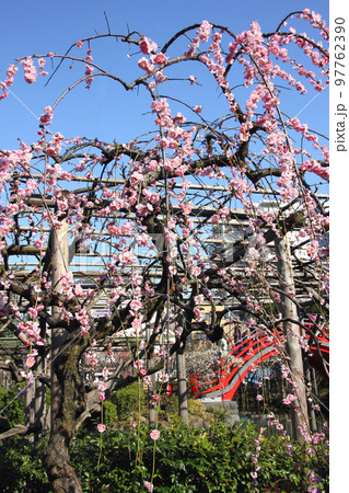 枝垂れ梅の枝にはピンクに咲き誇った満開の花が天から枝垂れて 97762390