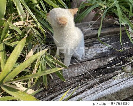 仔猫　 97762886