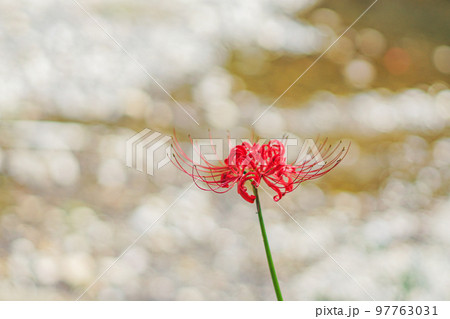 川岸に咲く一輪の彼岸花 川岸に咲く一輪の彼岸花 97763031