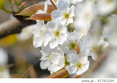 二十世紀梨の花(鳥取県湯梨浜町) 二十世紀梨の花(鳥取県湯梨浜町) 97763204