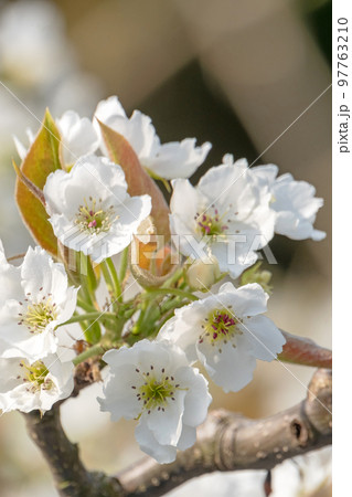 二十世紀梨の花（鳥取県湯梨浜町） 97763210