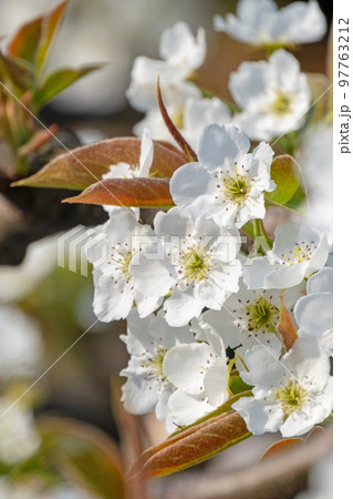 二十世紀梨の花(鳥取県湯梨浜町) 二十世紀梨の花(鳥取県湯梨浜町) 97763212