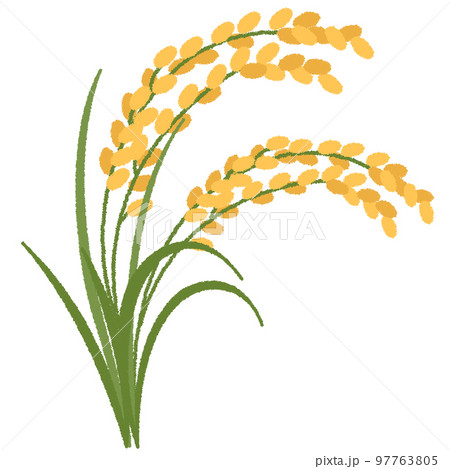 稲のイラスト 稲のイラスト 97763805
