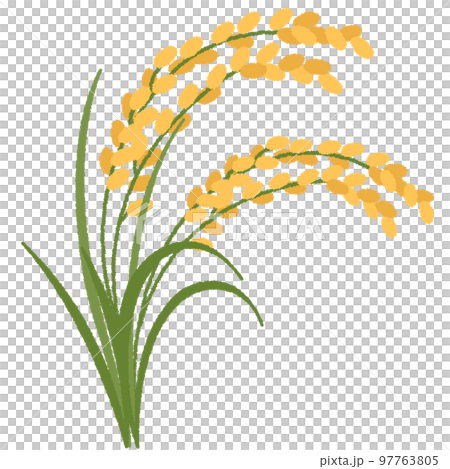 稲のイラスト 稲のイラスト 97763805