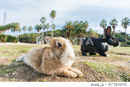 大久野島 97764050