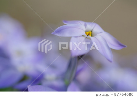 春の訪れを告げるイフェイオンの開花 春の訪れを告げるイフェイオンの開花 97764080