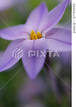 春の訪れを告げるイフェイオンの開花 春の訪れを告げるイフェイオンの開花 97764099