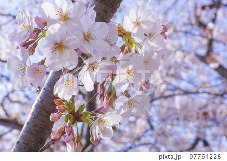 満開を迎えた美しい桜の花の写真素材 [97764228] - PIXTA