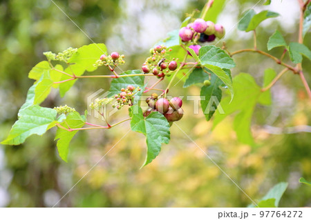 野ブドウの実 97764272