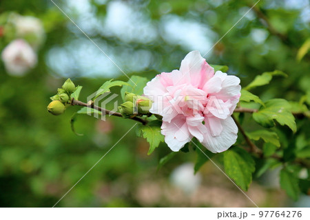 八重咲ムクゲの花 97764276