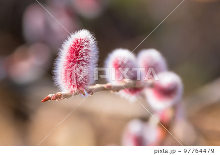 初春のピンクネコヤナギ　ふわふわの花穂クローズアップ 97764479