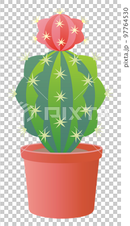 サボテン 97764530