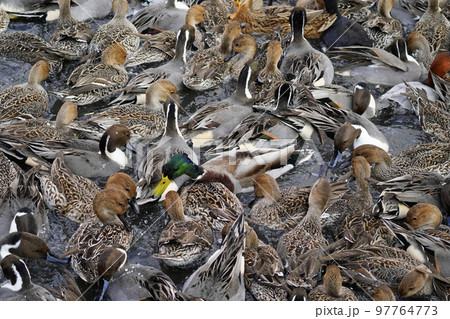カモの群れ 97764773