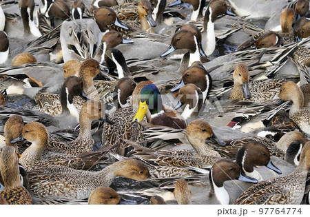 カモの群れ 97764774