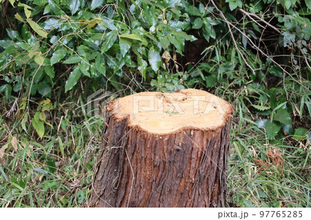 切り株 切り株 97765285