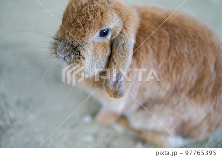 千本松牧場の茶色い太っているウサギ 97765395