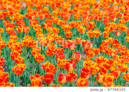 【花素材】一面のチューリップ畑【長野県】 97766105