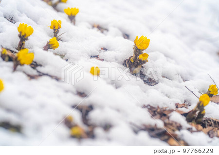 【花素材】雪から顔をのぞかせる福寿草【長野県】 97766229