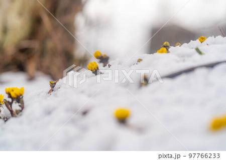 【花素材】雪から顔をのぞかせる福寿草【長野県】 97766233