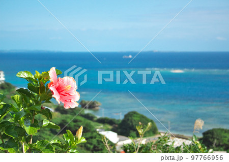 南国の雰囲気の中、きれいに咲いているハイビスカス 97766956