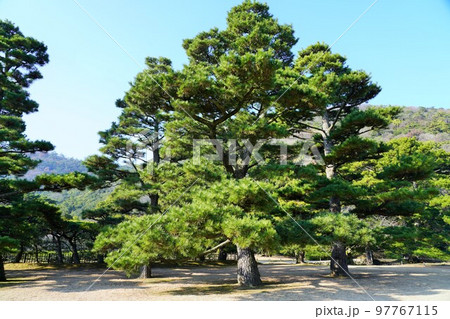 冬も美しい栗林公園（香川県高松市の特別名勝）ミシュラン★★★ 97767115