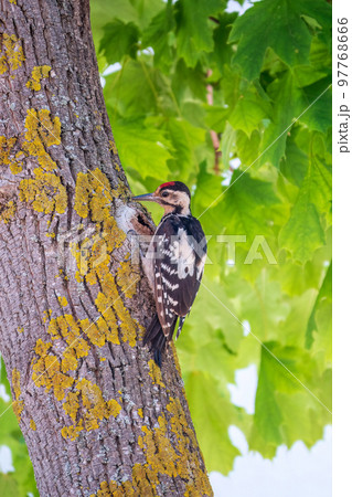 Female Syrian woodpecker, Dendrocopos syriacus, sits on a tree trunk. 97768666