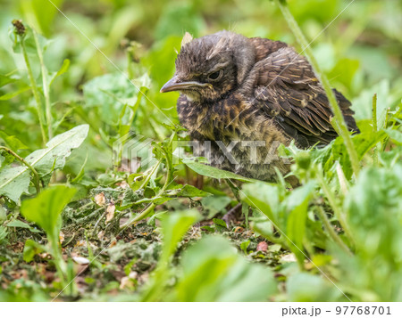 A fieldfare chick, Turdus pilaris, has left the nest and sitting on the spring lawn. A fieldfare chick sits on the ground and waits for food from its parents. 97768701