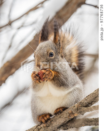 The squirrel with nut sits on tree in the winter or late autumn The squirrel with nut sits on tree in the winter or late autumn 97768736