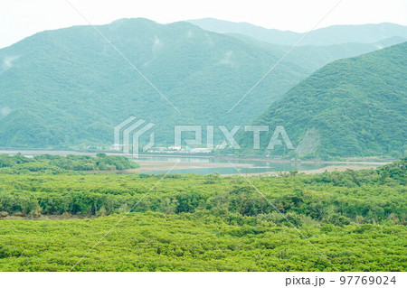 奄美大島のマングローブ林 奄美大島のマングローブ林 97769024