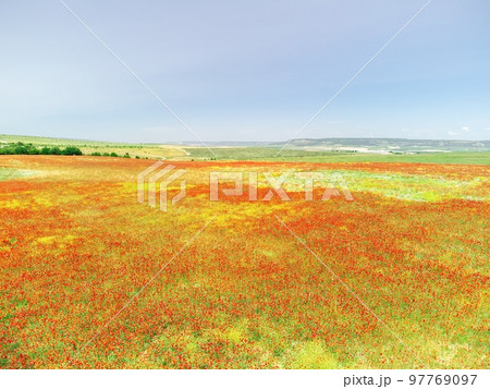Field of red poppies. Aerial view. Beautiful field scarlet poppies flowers with selective focus. Red poppies in soft light. Glade of red poppies. Papaver sp. Nobody Field of red poppies. Aerial view. Beautiful field scarlet poppies flowers with selective focus. Red poppies in soft light. Glade of red poppies. Papaver sp. Nobody 97769097